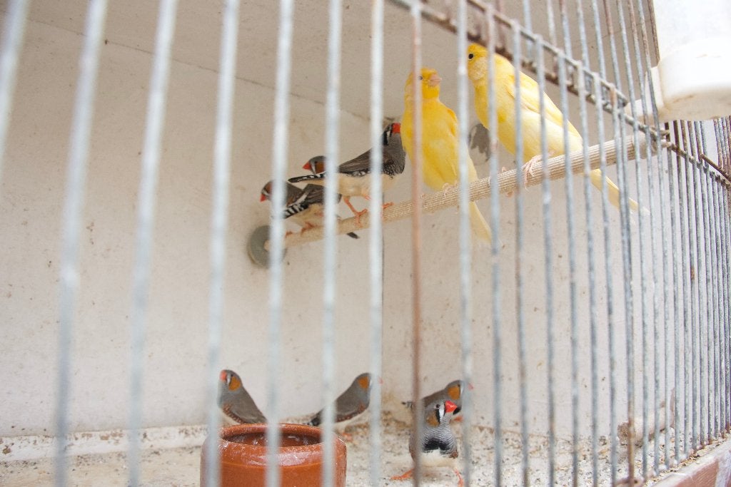 Kanarie, Dieren en Toebehoren, Meerdere dieren