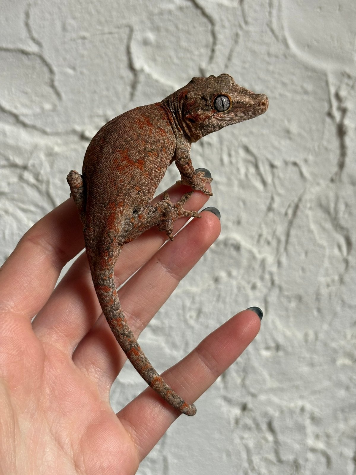 Red blotched gargoyle man, Dieren en Toebehoren, Hagedis, Tam, 0 tot 2 jaar