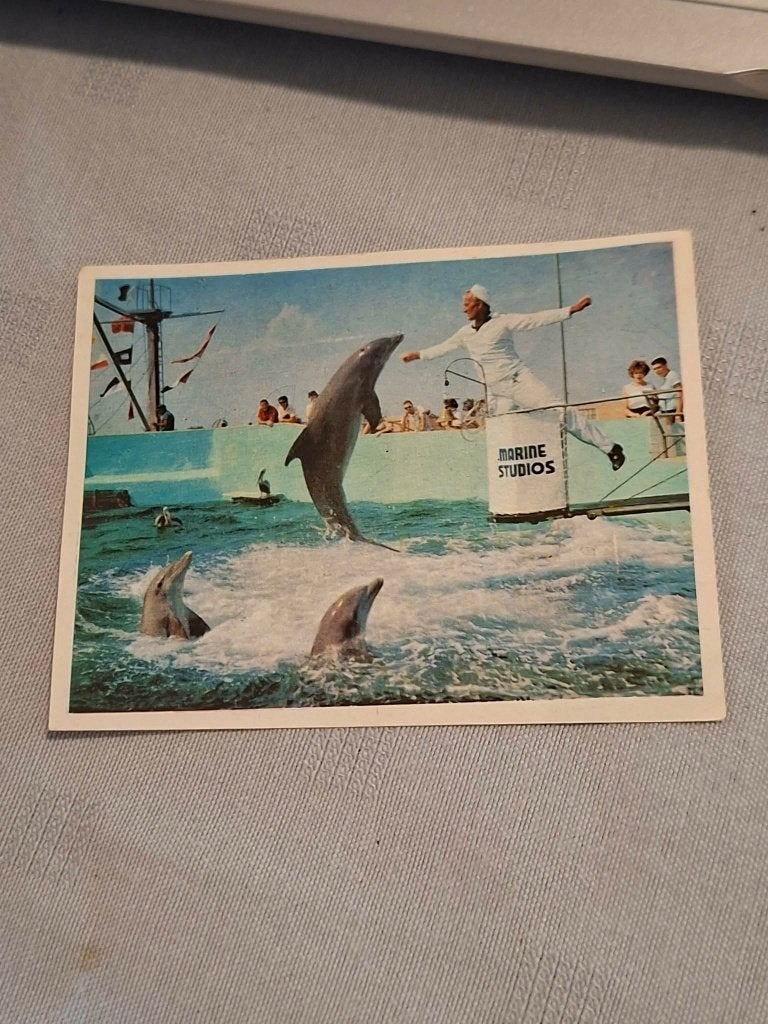 Prentje/Chromo : Marineland in Florida / Victoria, Verzamelen, Gebruikt, Ophalen of Verzenden, 1940 tot 1960, Prent