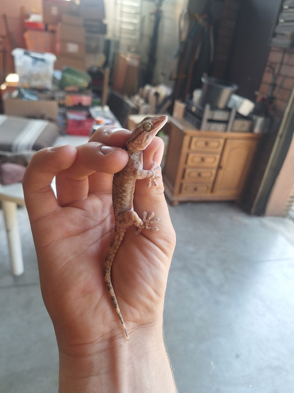 trio egyptische muurgekko met terrarium., Dieren en Toebehoren, Reptielen en Amfibieën, Met terrarium