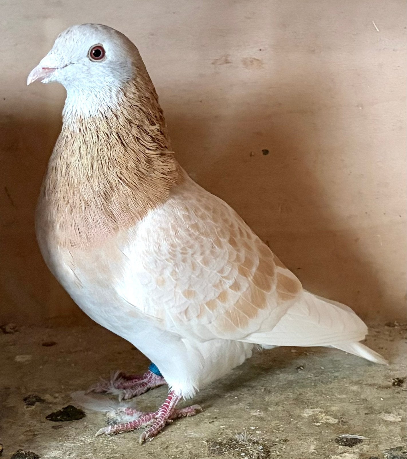 Koppel Sions 2026, Animaux & Accessoires, Plusieurs animaux, Pigeon voyageur