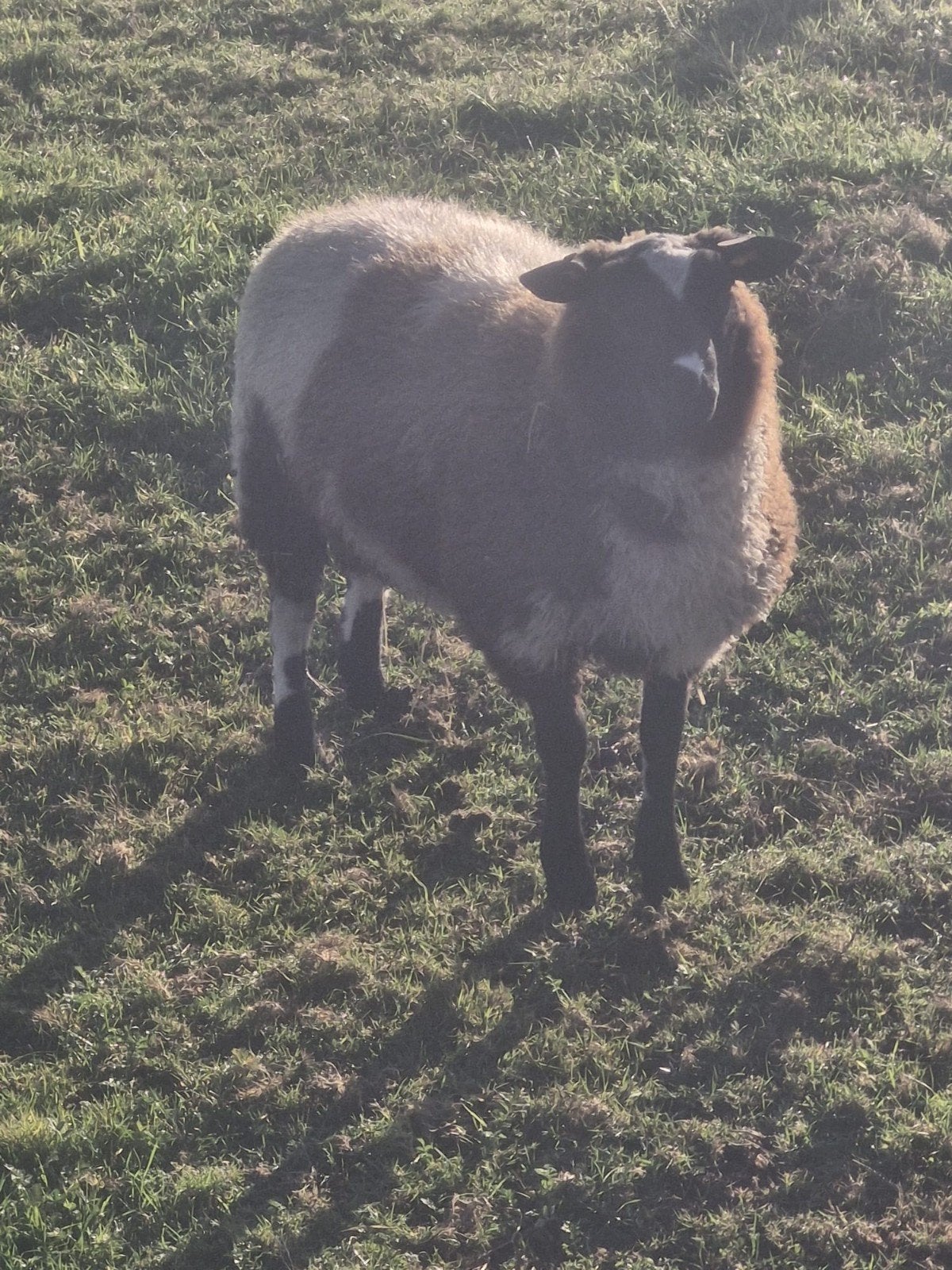 ram baggerbont