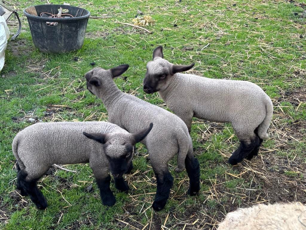 Hampshire down rammen, Dieren en Toebehoren, Schapen, Geiten en Varkens