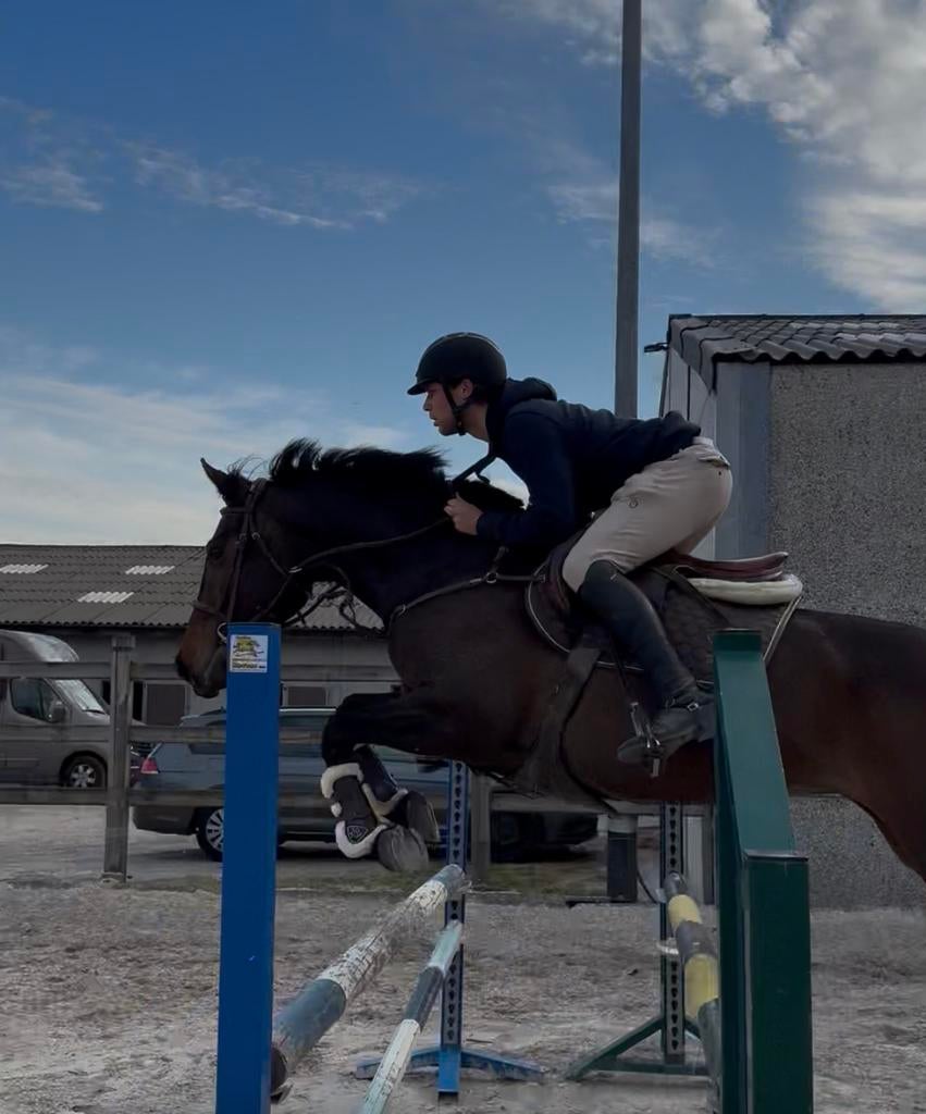 Merrie 2020, Animaux & Accessoires, Chevaux, Jument