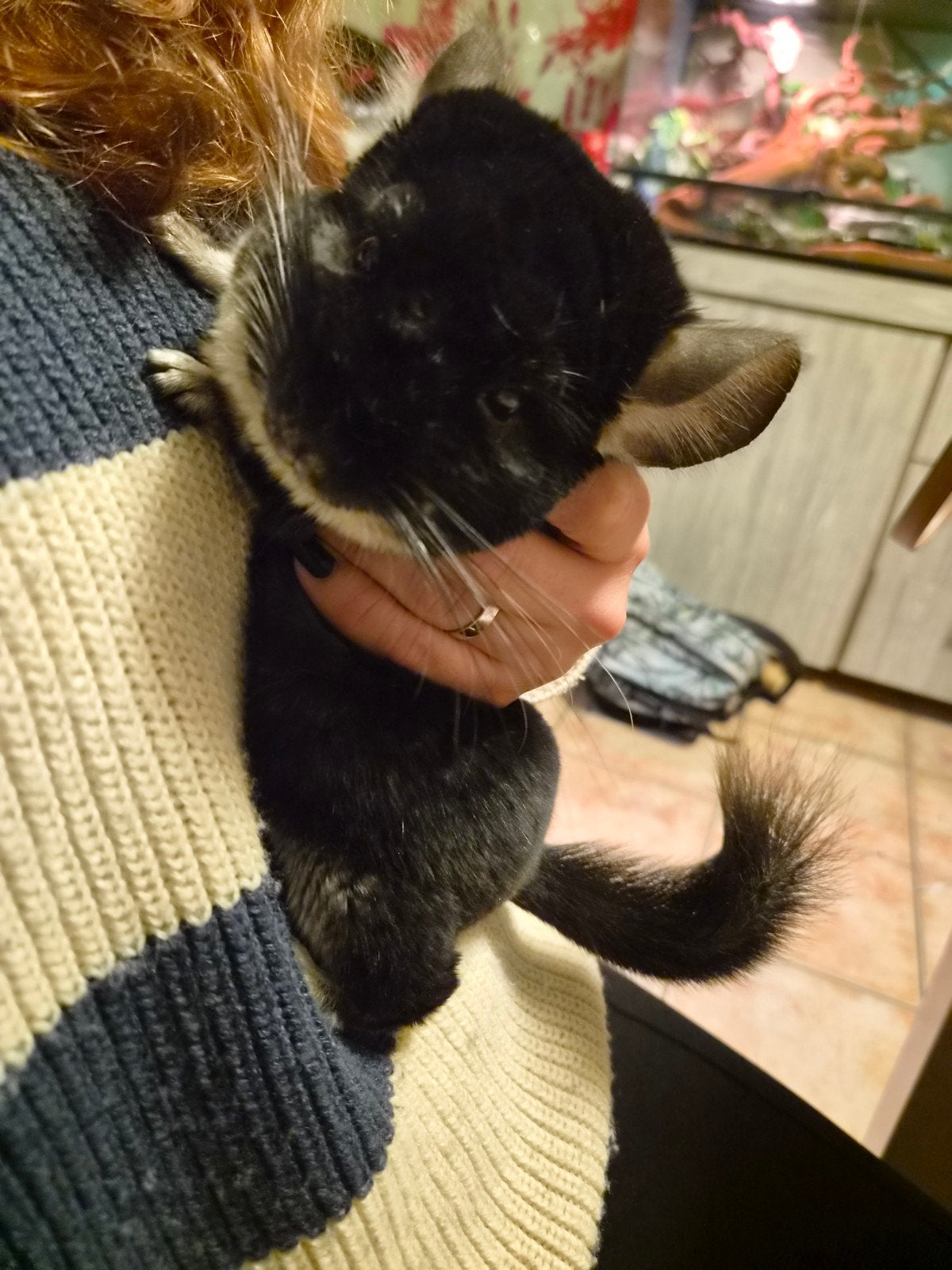 chinchilla mâle presque 1 ans, Animaux & Accessoires, Chinchilla, Mâle, Domestique, Janvier