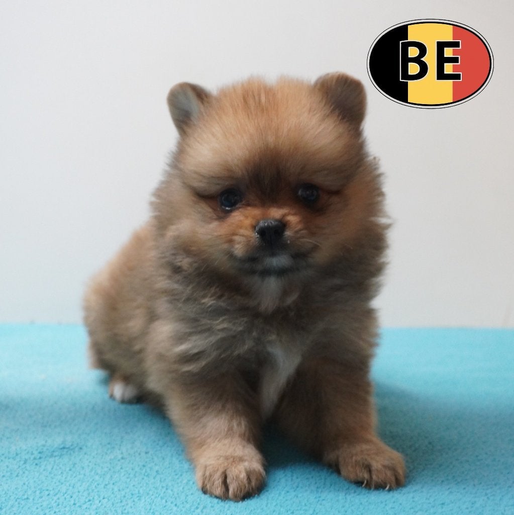 Spitz Nain - chiot belge à vendre, Animaux & Accessoires, Commerçant, Chien (mâle), Autres races, Belgique