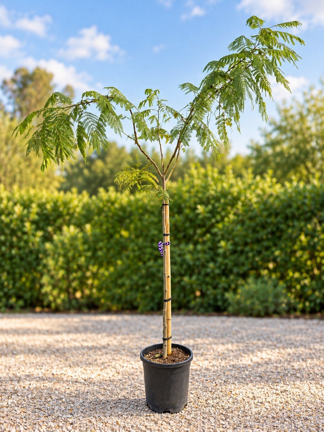 Albizia Julibrissin Ombrella - Perzische slaapboom, Tuin en Terras, Ophalen
