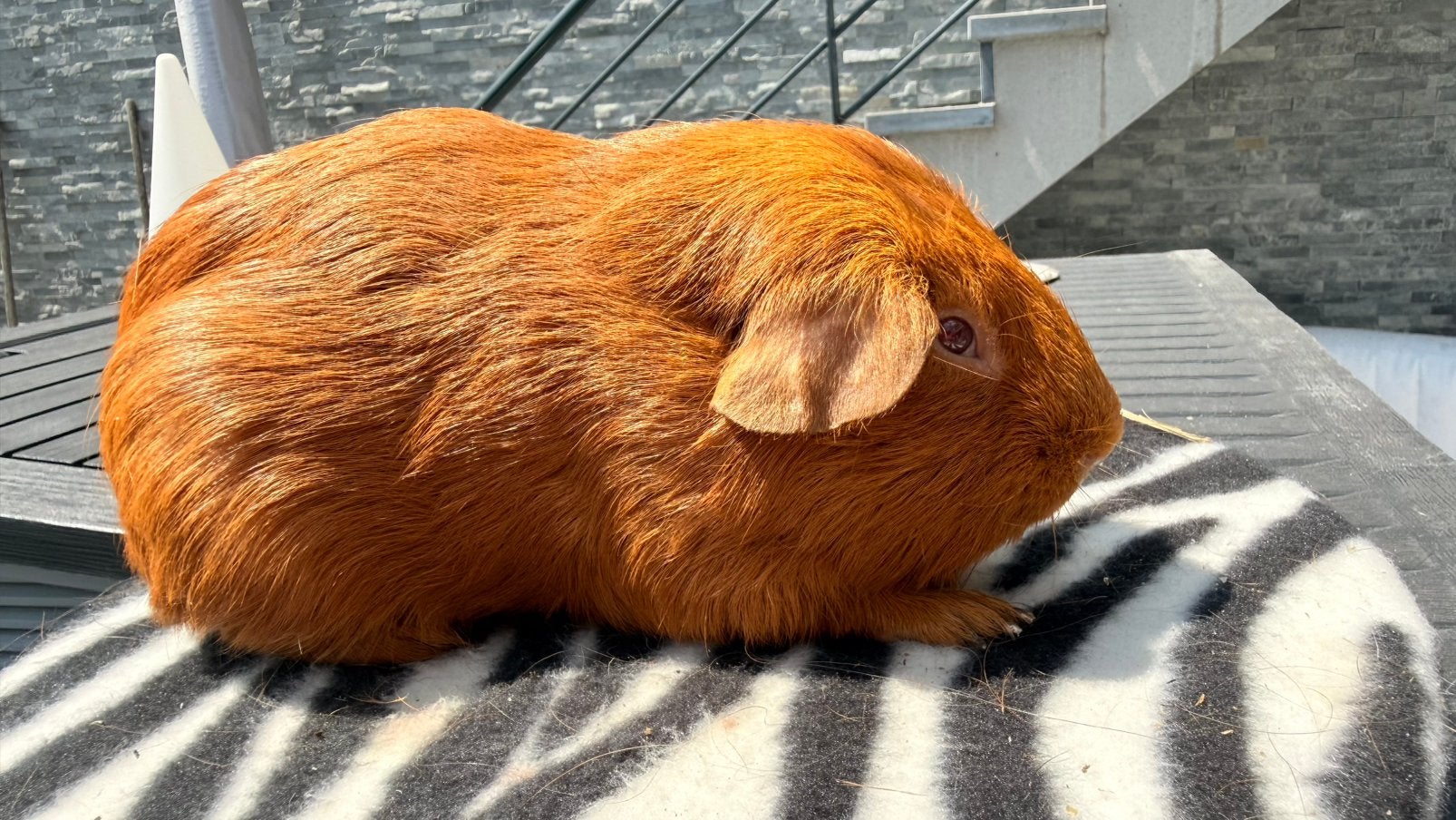 Cavia, mannetje Cavia, glad haar, gouden, roze ogen, Ophalen, Cavia