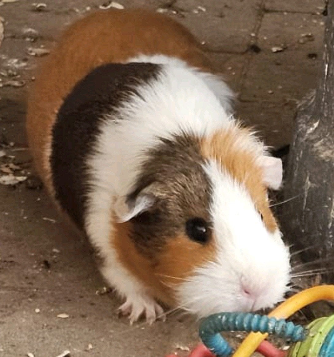 cavia zeugje, Dieren en Toebehoren, Maart, Vrouwelijk, Cavia