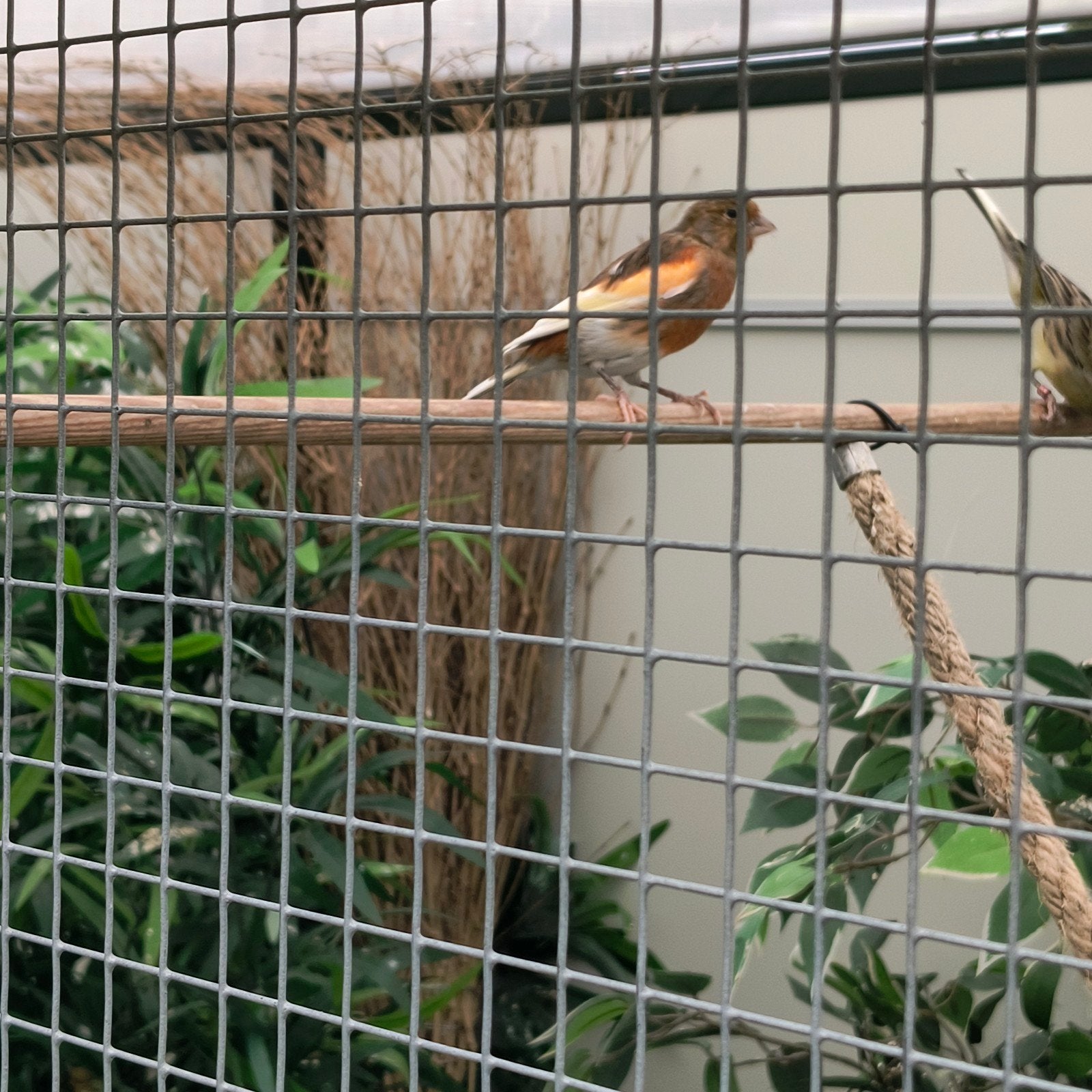 kanarie, Dieren en Toebehoren