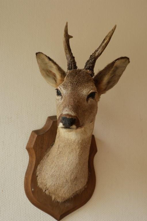 Taxidermie Opgezette Reeënkop met gewei, Verzamelen, Dierenverzamelingen, Ophalen of Verzenden, Gebruikt, Hert, Opgezet dier
