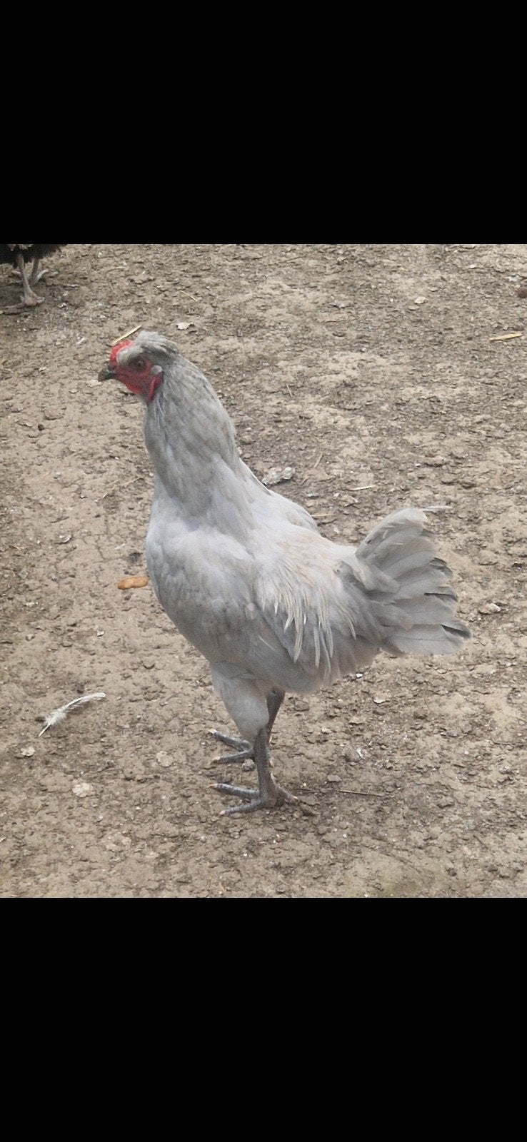 Mooi lavendel auracana haan., Dieren en Toebehoren, Pluimvee