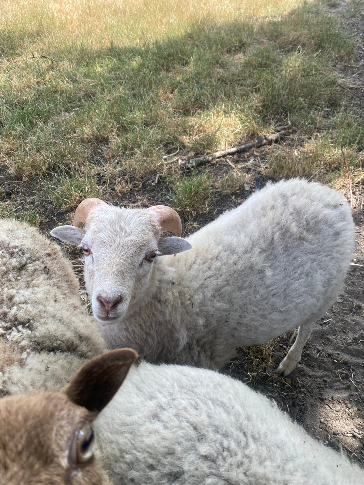 Wit Ouessant ramlam, Animaux & Accessoires, Moutons, Chèvres & Cochons