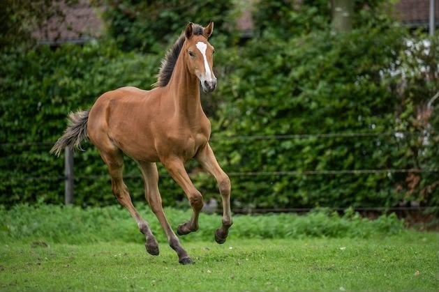 Hengstveulen met goede afstamming, Hengst, Niet van toepassing, Met stamboom