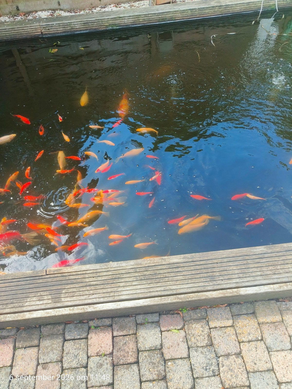 koi een 100 stuks eigen kweek, Ophalen