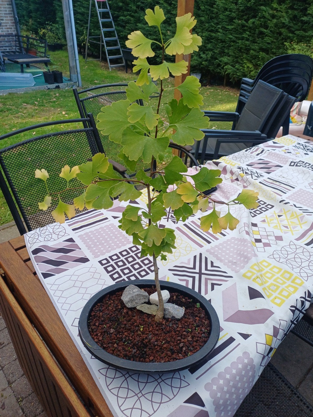 1 mooie ginkgo, Tuin en Terras, Ophalen