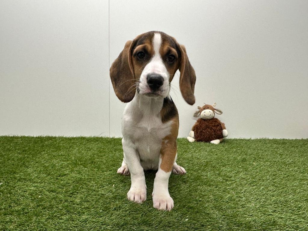 Beagle pups, Dieren en Toebehoren, Parvo, België, Beagle, 8 tot 15 weken