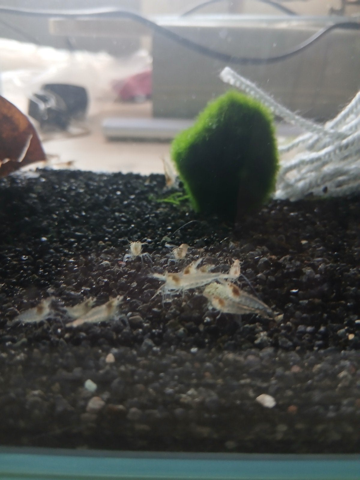 White Pearl neocardina garnalen op kraanwater, Animaux & Accessoires, Poissons | Poissons d'aquarium, Homard, Crabe ou Crevette