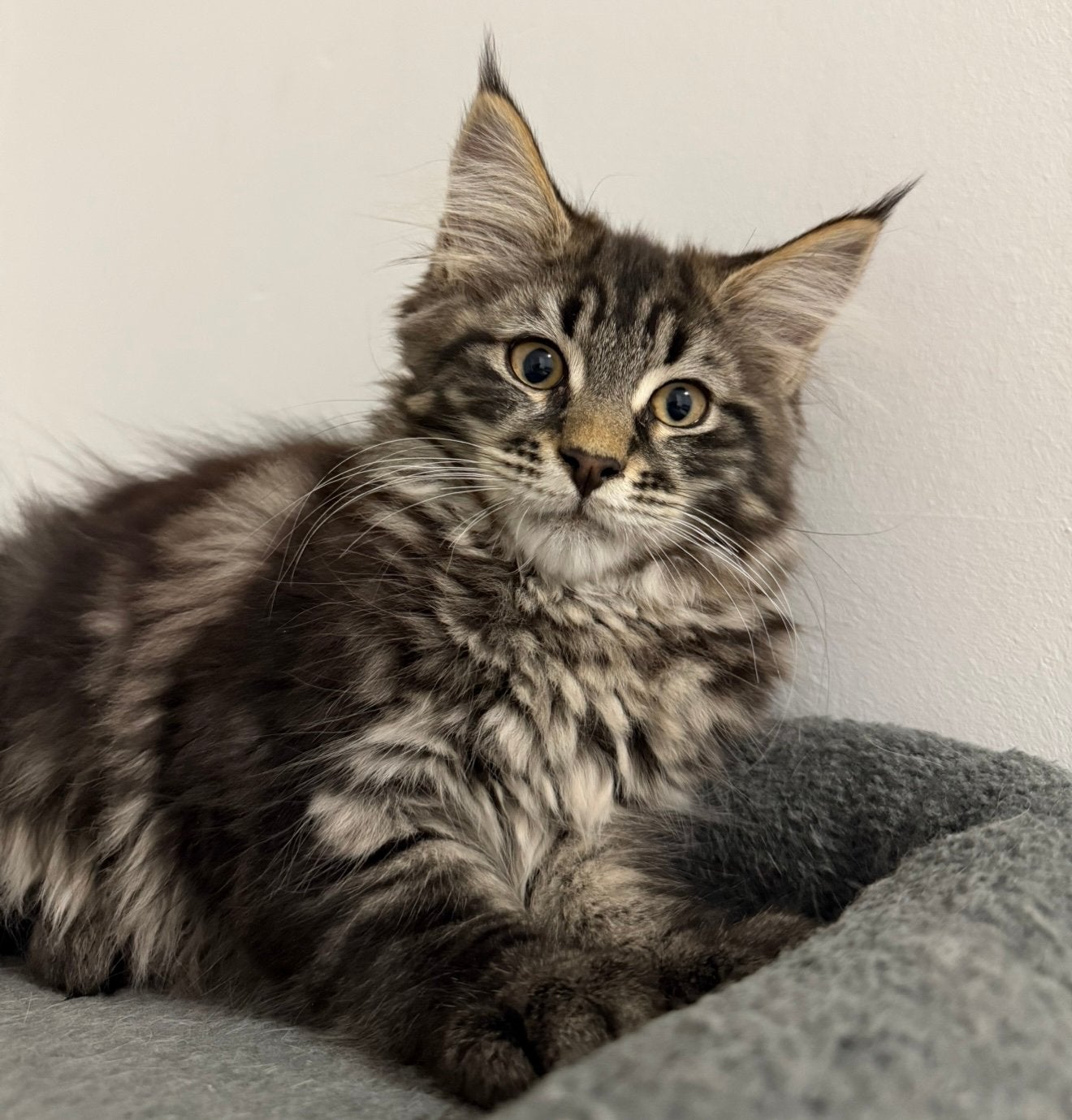 Maine Coon kittens, Animaux & Accessoires, Plusieurs animaux, Vermifugé, 0 à 2 ans