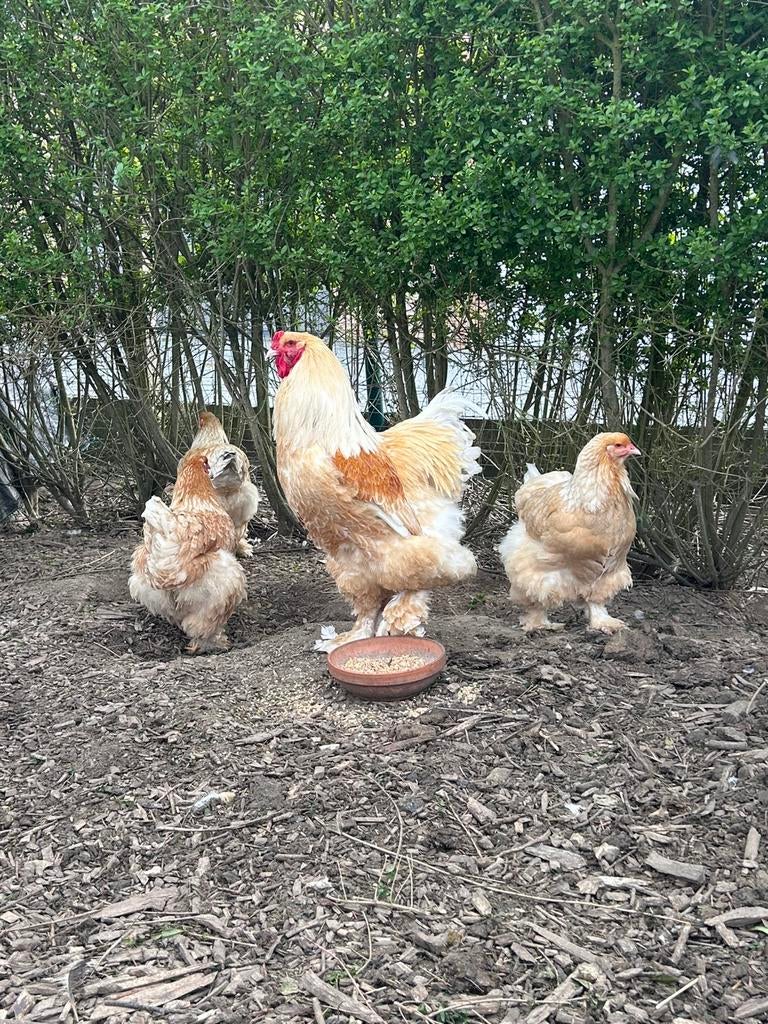 Brahma Lemon broedeieren, Sexe inconnu, Poule ou poulet