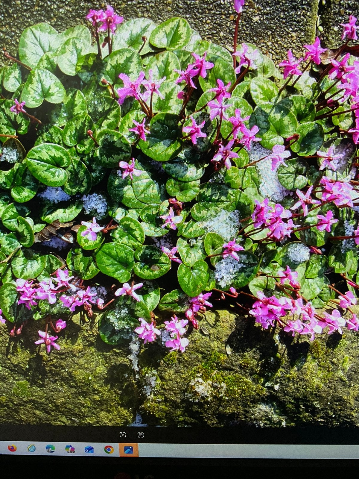 Cyclamen, bloeien in de winter, Volle zon, Vaste plant, Winter, Ophalen