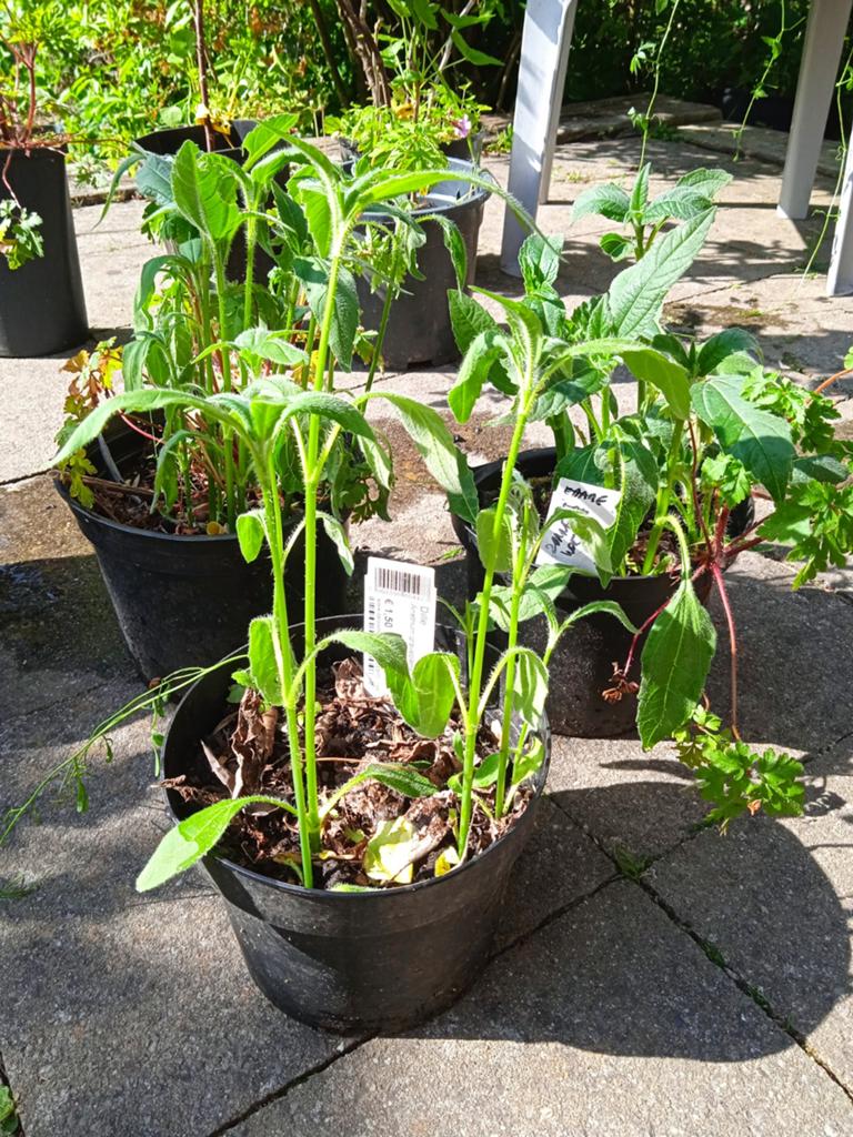 Zonnewortel, bio en onbespoten, Tuin en Terras, Planten | Tuinplanten, Ophalen