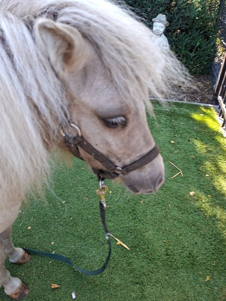 PRACHTIG palomino bont mini paardje merrie, Merrie, Gechipt