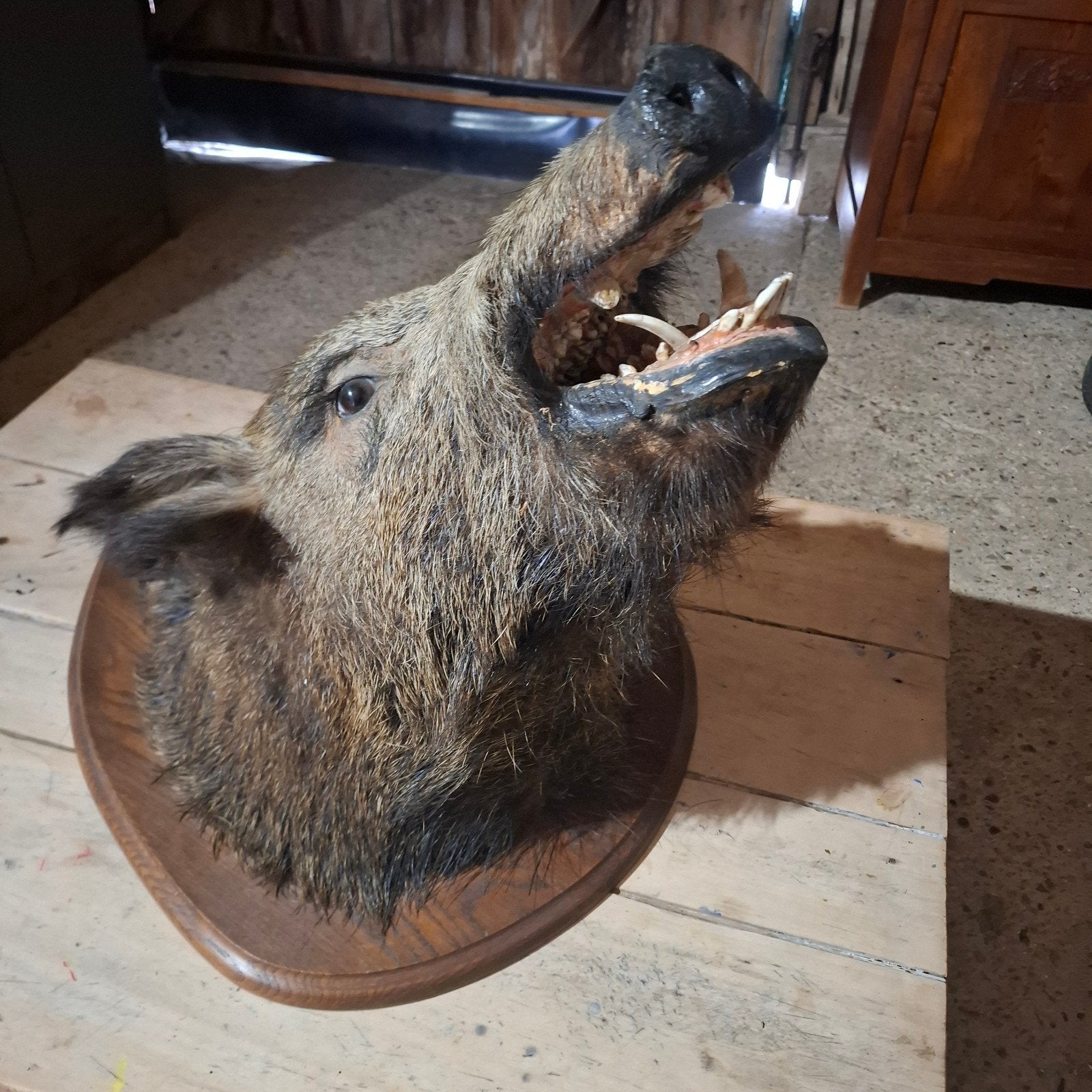 taxidermie mooie kop van everzwijn, Verzamelen, Ophalen