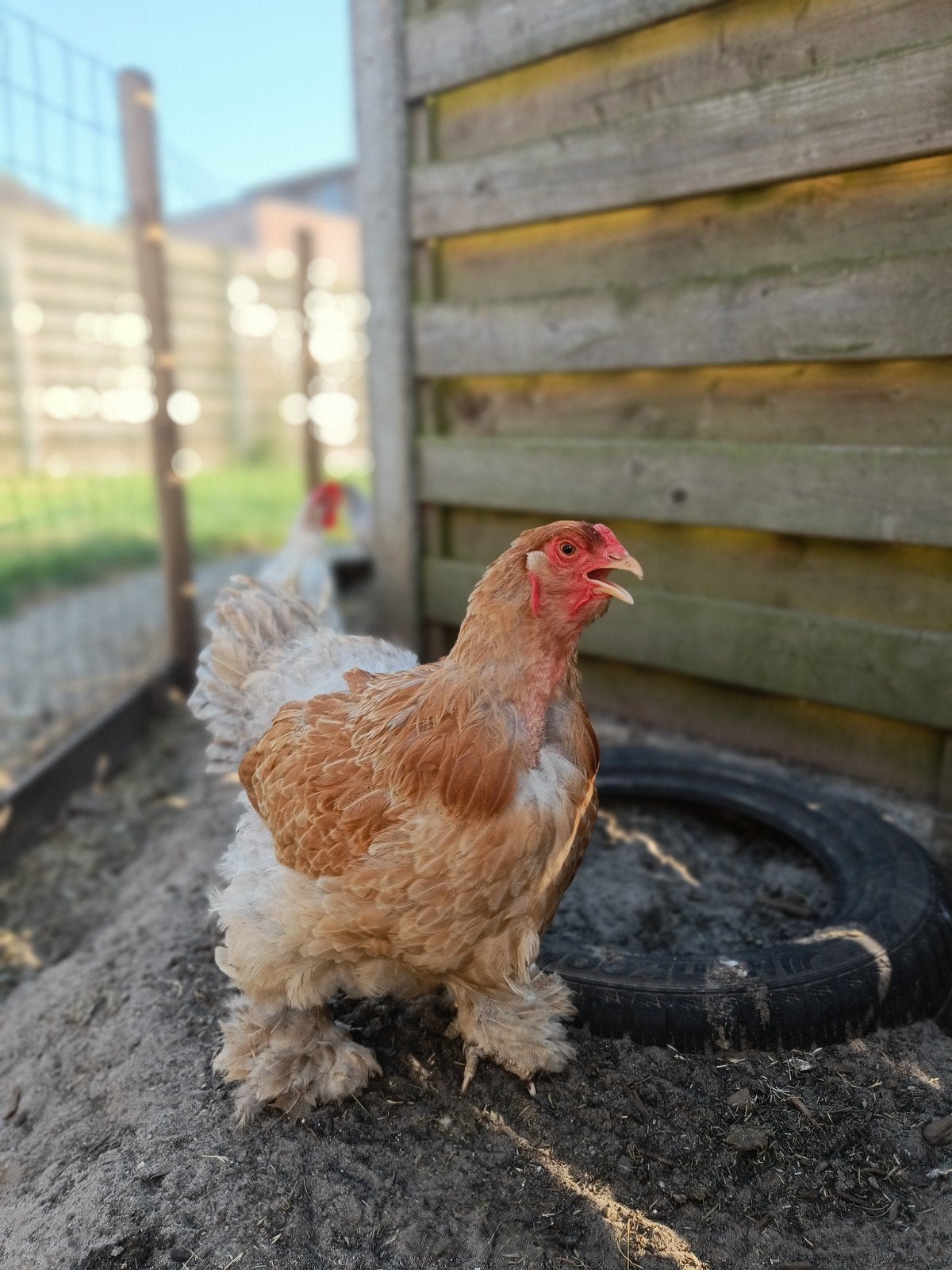 Brahma hen, Dieren en Toebehoren