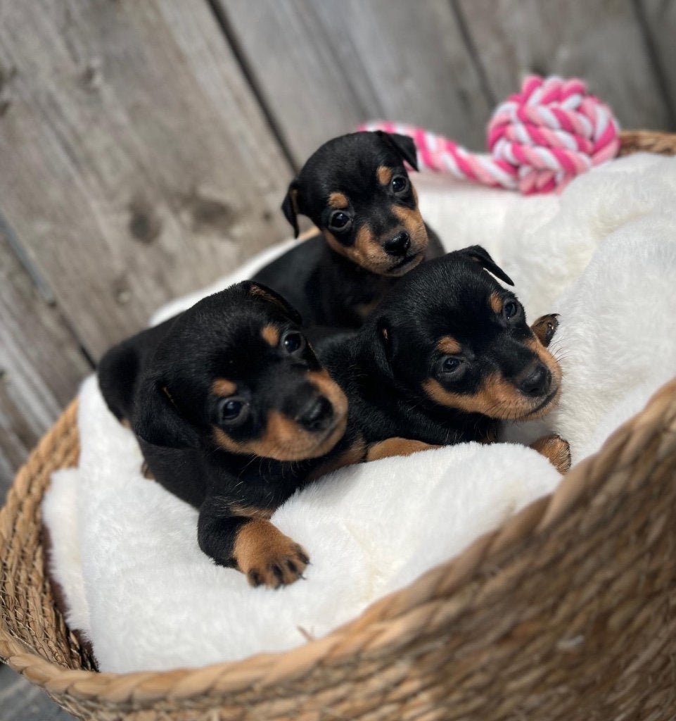 Prachtige dwergpinscher pups, Dieren en Toebehoren, Parvo, België, Overige rassen, 8 tot 15 weken