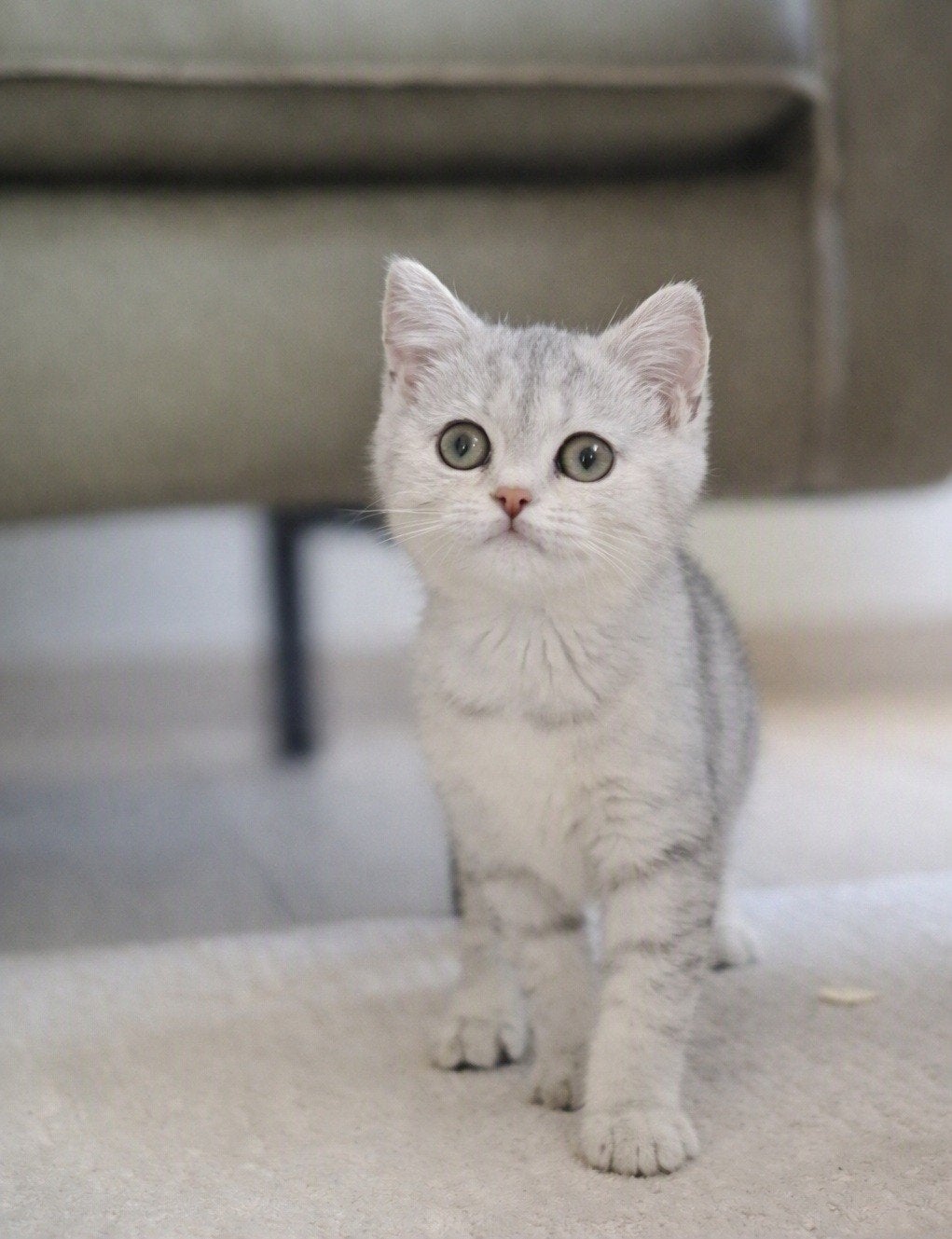 chaton britannique à poil court, Animaux & Accessoires, Chatte ou Chat, Vermifugé, 0 à 2 ans