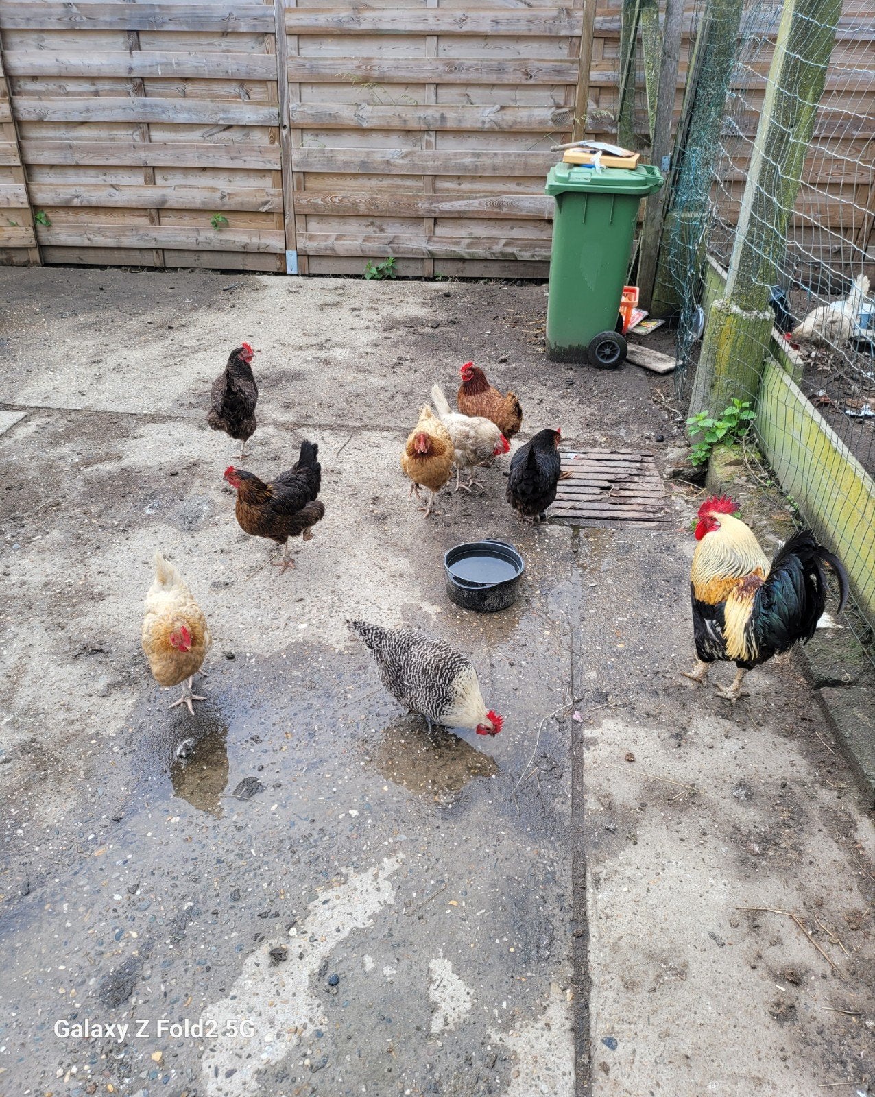 Kip, Poule ou poulet