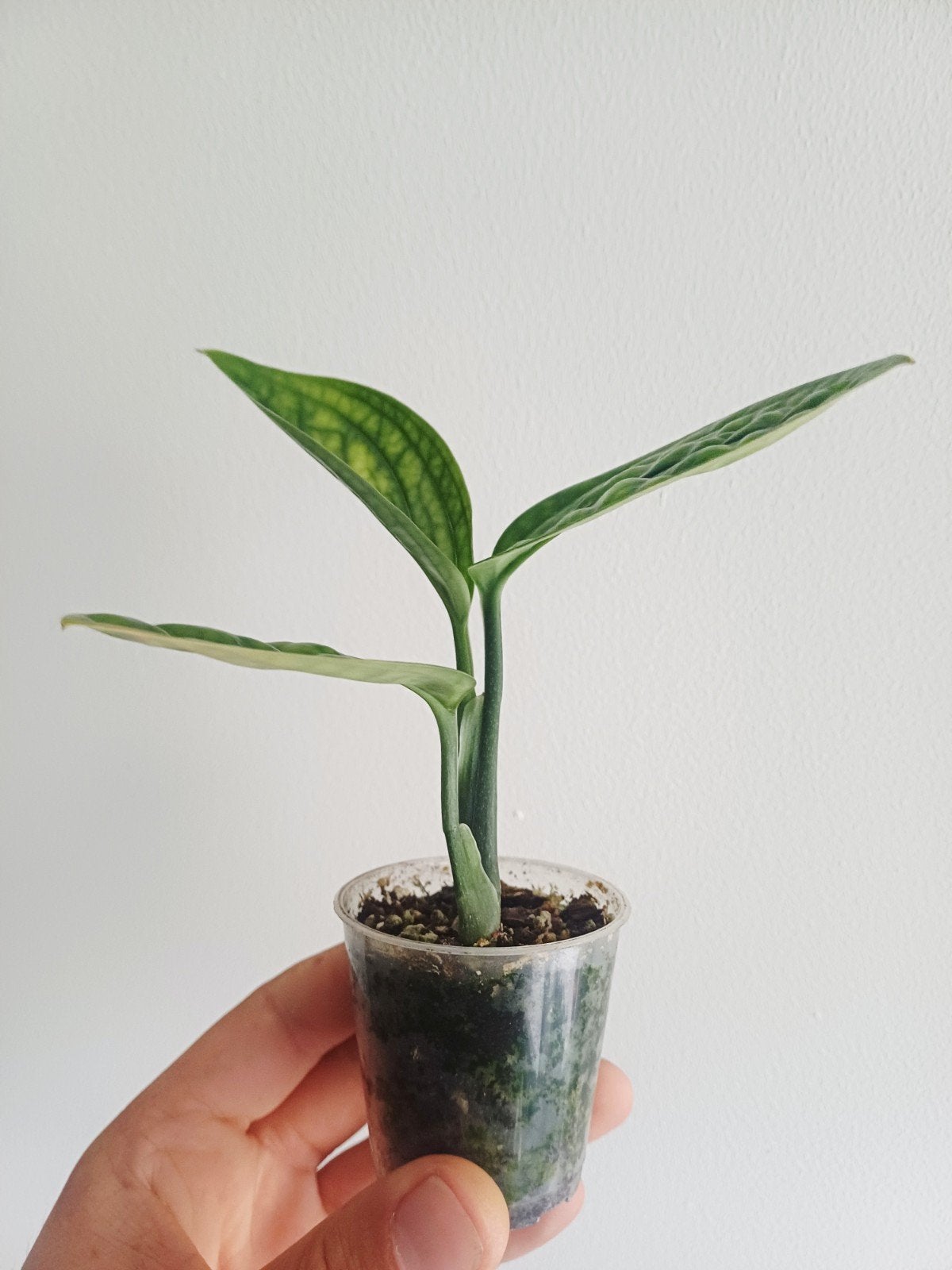 Monstera Karstenianum 'peru', Overige soorten, In pot, Minder dan 100 cm, Groene kamerplant