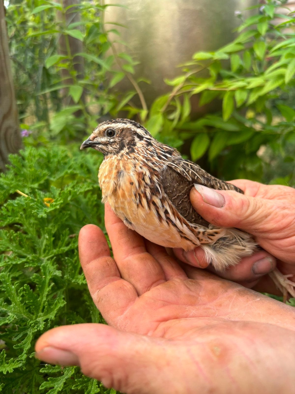 kwartel, Dieren en Toebehoren, Pluimvee, Overige soorten