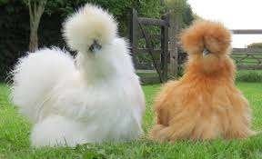 poules de soie beaucoup de couleurs ACTION 4+1 GRATUIT, Animaux & Accessoires, Volatiles, Femelle, Poule ou poulet