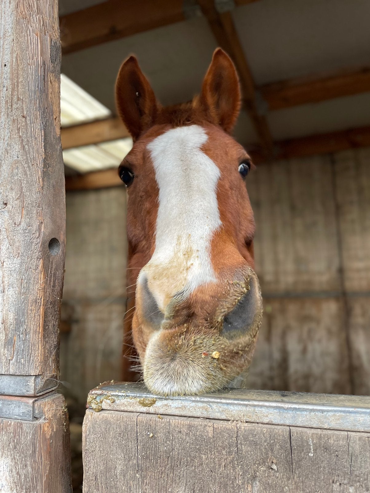 Gepensioneerde ruin zoekt nieuwe thuis, Dieren en Toebehoren, Paarden, Ruin