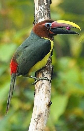 Groene aracarissen, Dieren en Toebehoren, Vogels | Overige Vogels