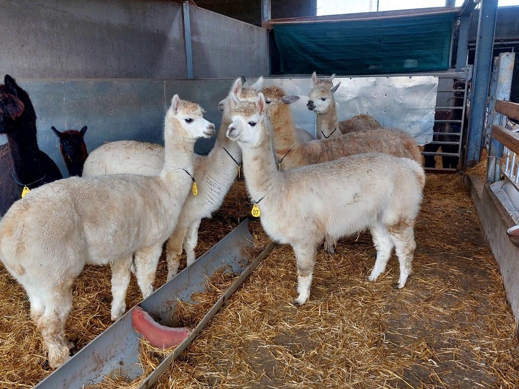 Drachtige alpaca merrie's, Dieren en Toebehoren, Juni, Meerdere dieren