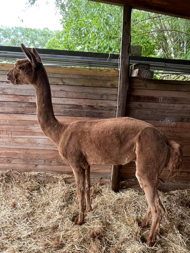 Alpaca dekhengst, Augustus, Mannelijk