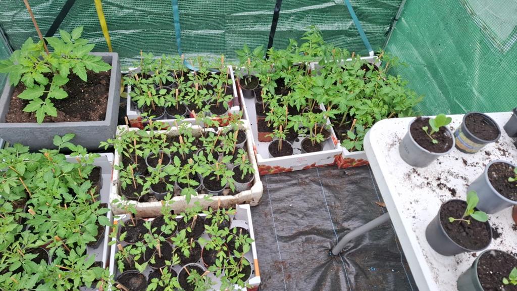 Tomaat planten, Enlèvement