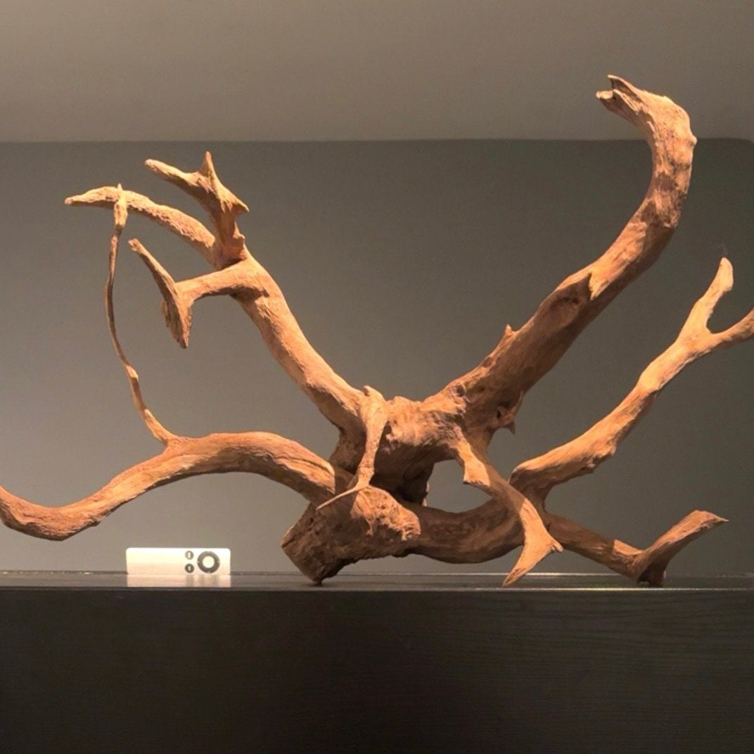 XXL Stuk Spiderwood / Driftwood / Kienhout, Hout Decoratie, Ophalen of Verzenden, Zo goed als nieuw, Decoratie