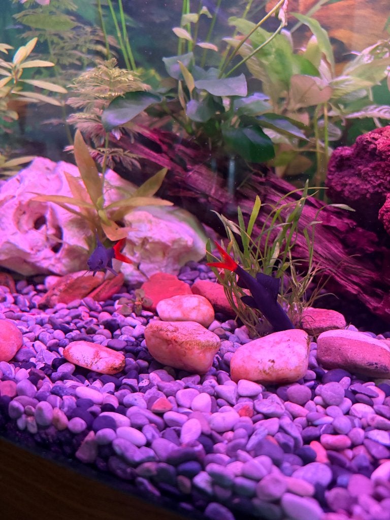 Red tail shark, Dieren en Toebehoren, Vissen | Aquariumvissen, Vis, Zoetwatervis