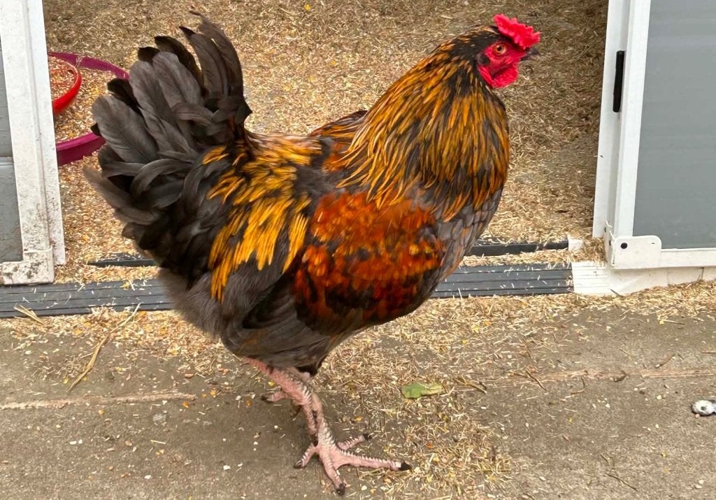 marans x dubbelgezoomde barnevelder haan, Dieren en Toebehoren, Pluimvee, Mannelijk, Kip