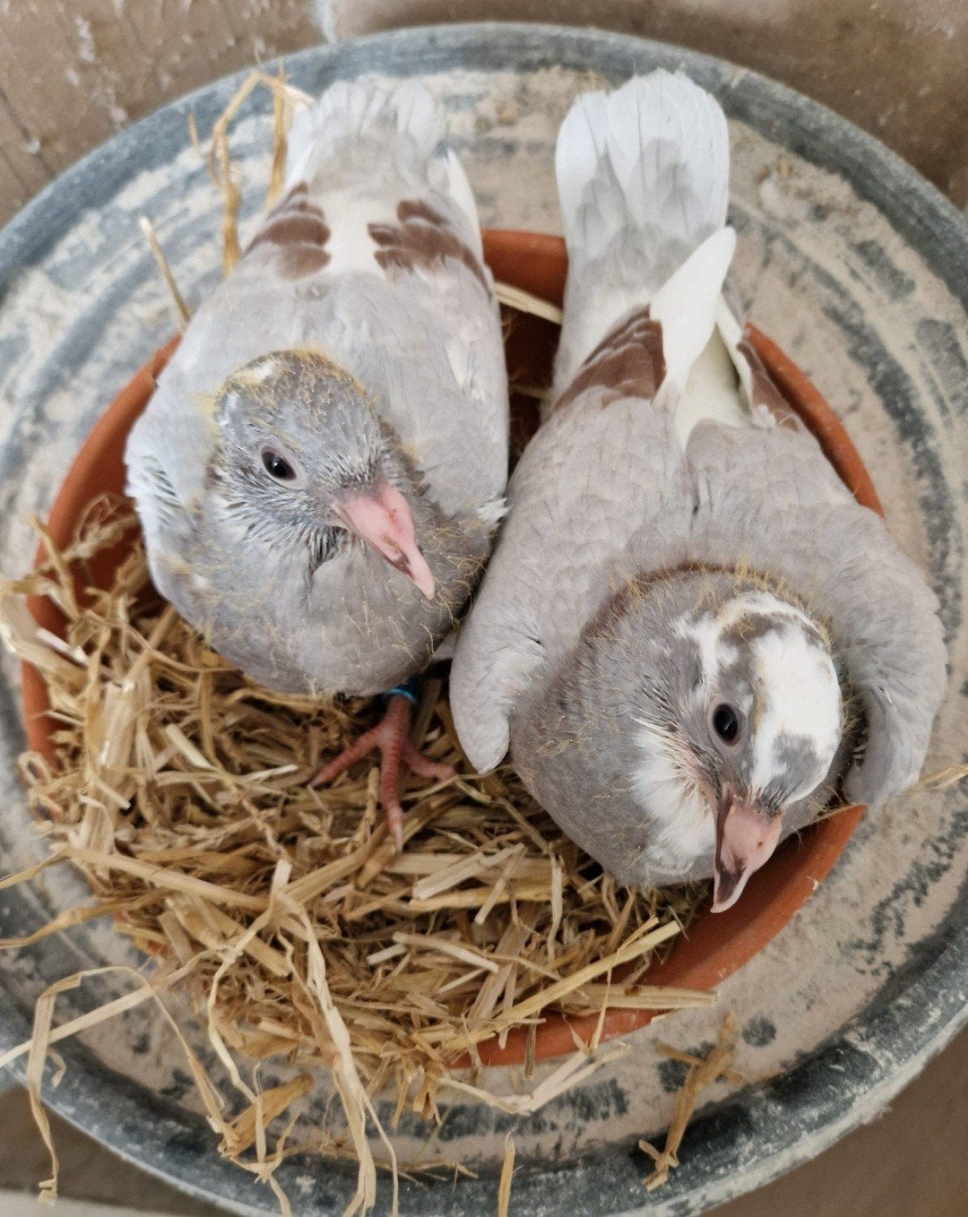 24 oursons de races connues, Sexe inconnu, Pigeon voyageur