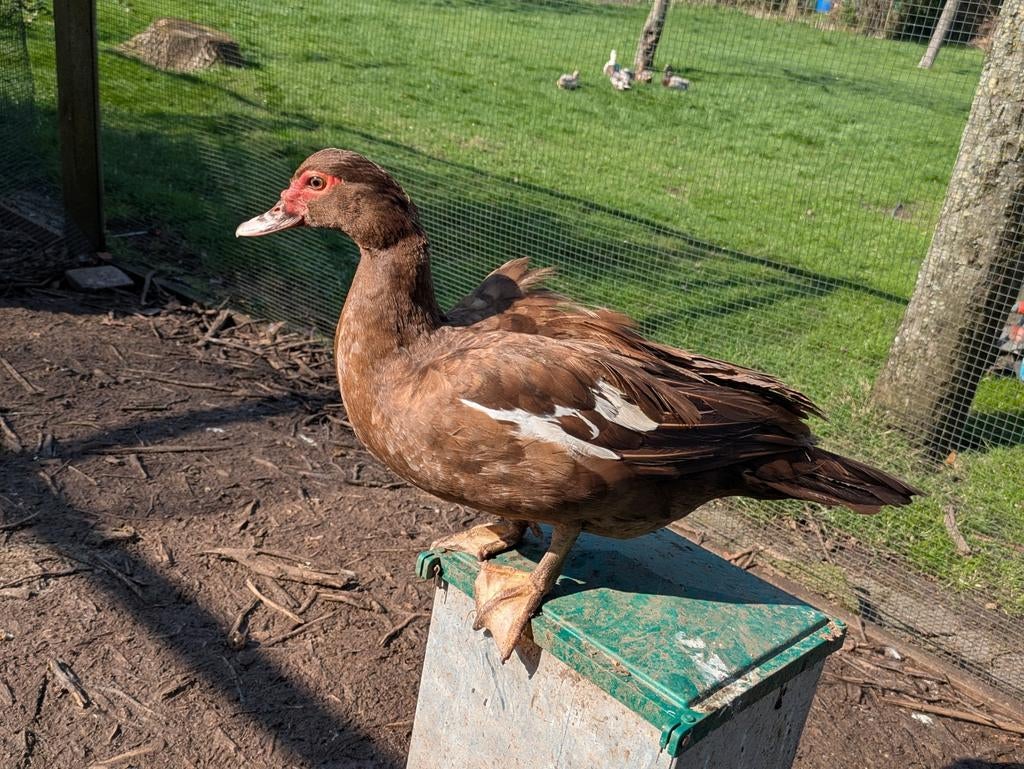 Broedeieren Muskuseenden, Dieren en Toebehoren, Pluimvee, Geslacht onbekend, Eend