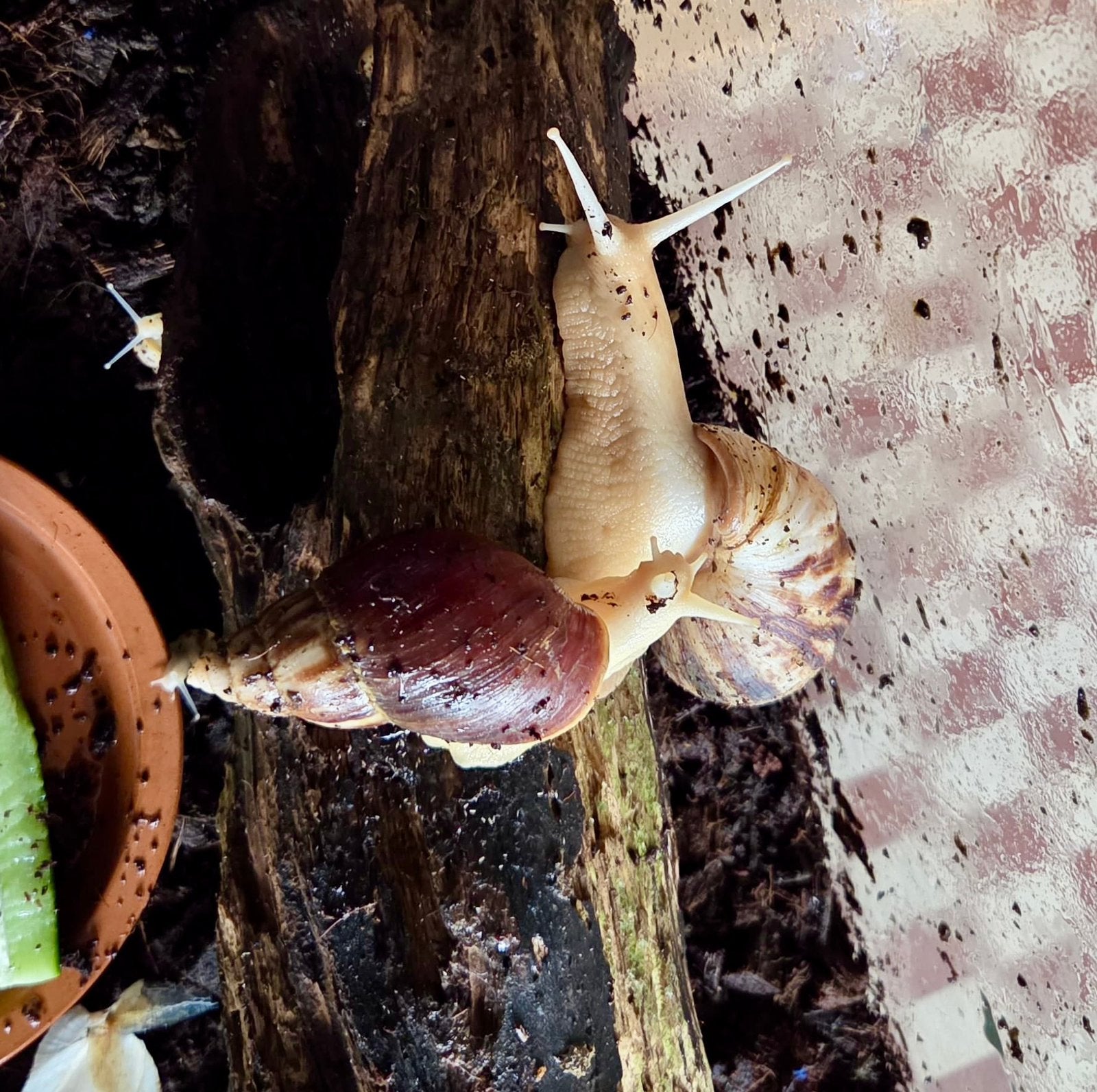 Jeunes escargots géants africains, Animaux & Accessoires