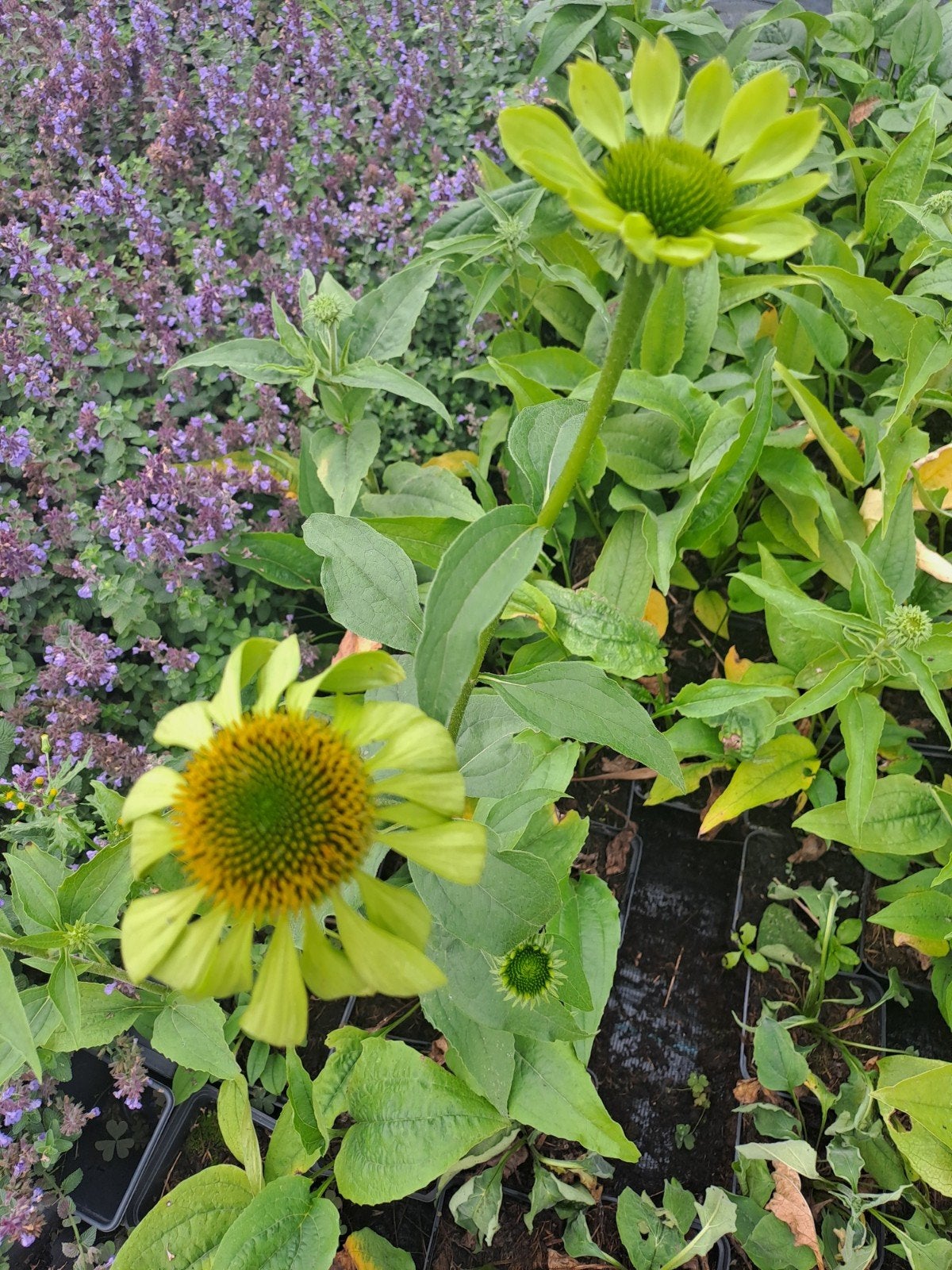Echinacea Alan s Pride, Ophalen