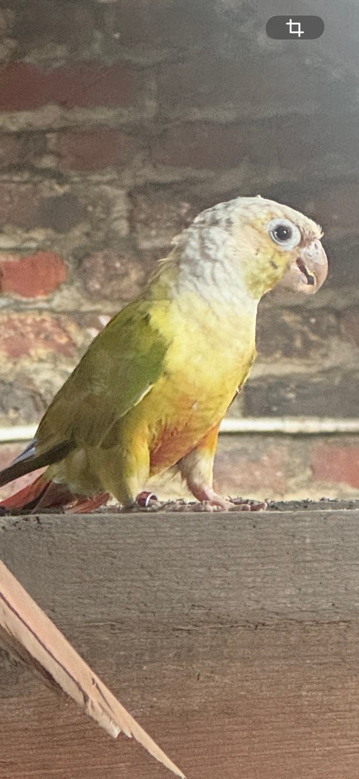 Pyrrhura conure ananas male sexée baguée, Animaux & Accessoires, Oiseaux | Perruches & Perroquets