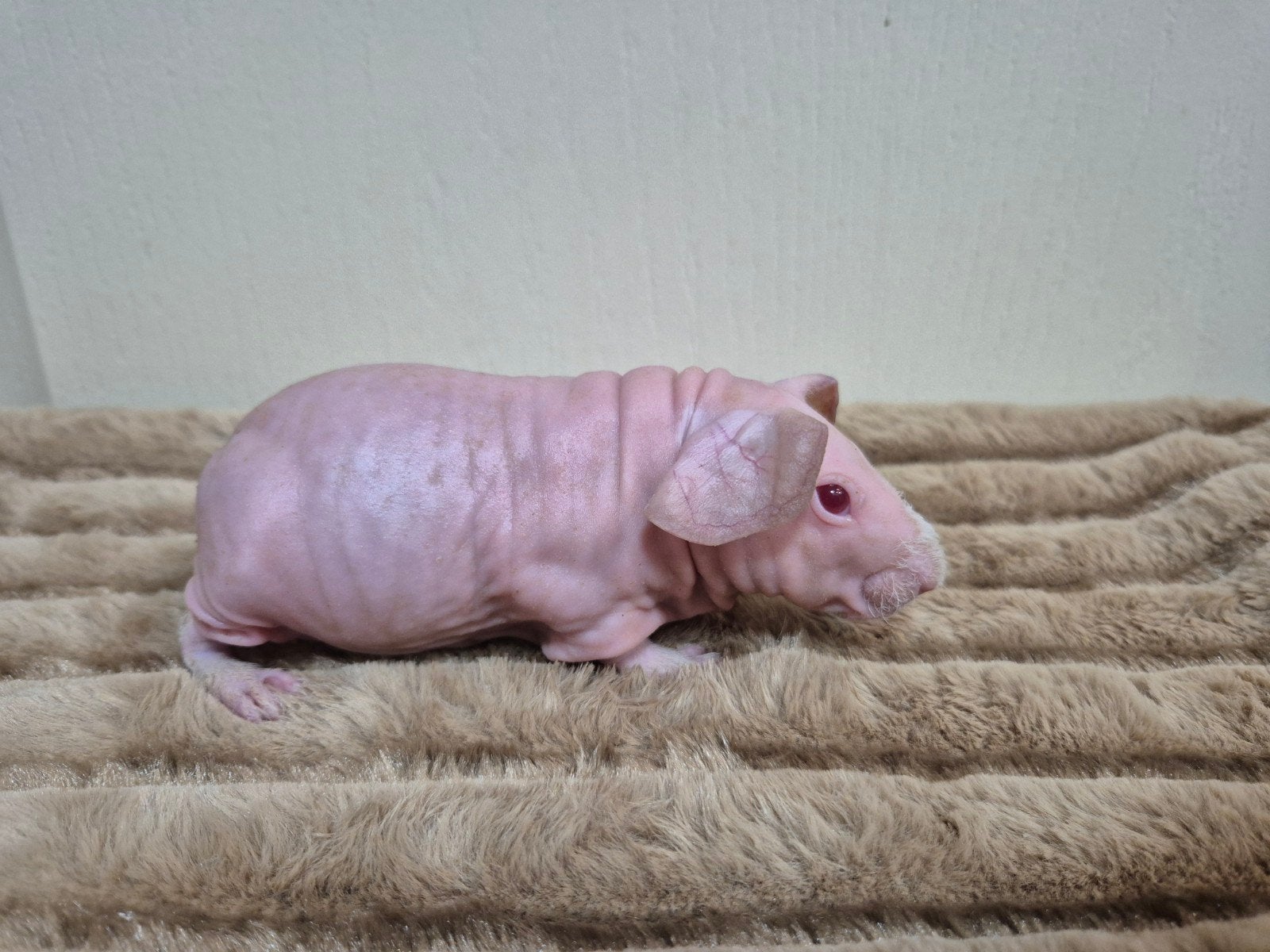 Mooi himalaya skinny cavia beertje, Dieren en Toebehoren, Knaagdieren, Mannelijk, Cavia, Mei, Tam