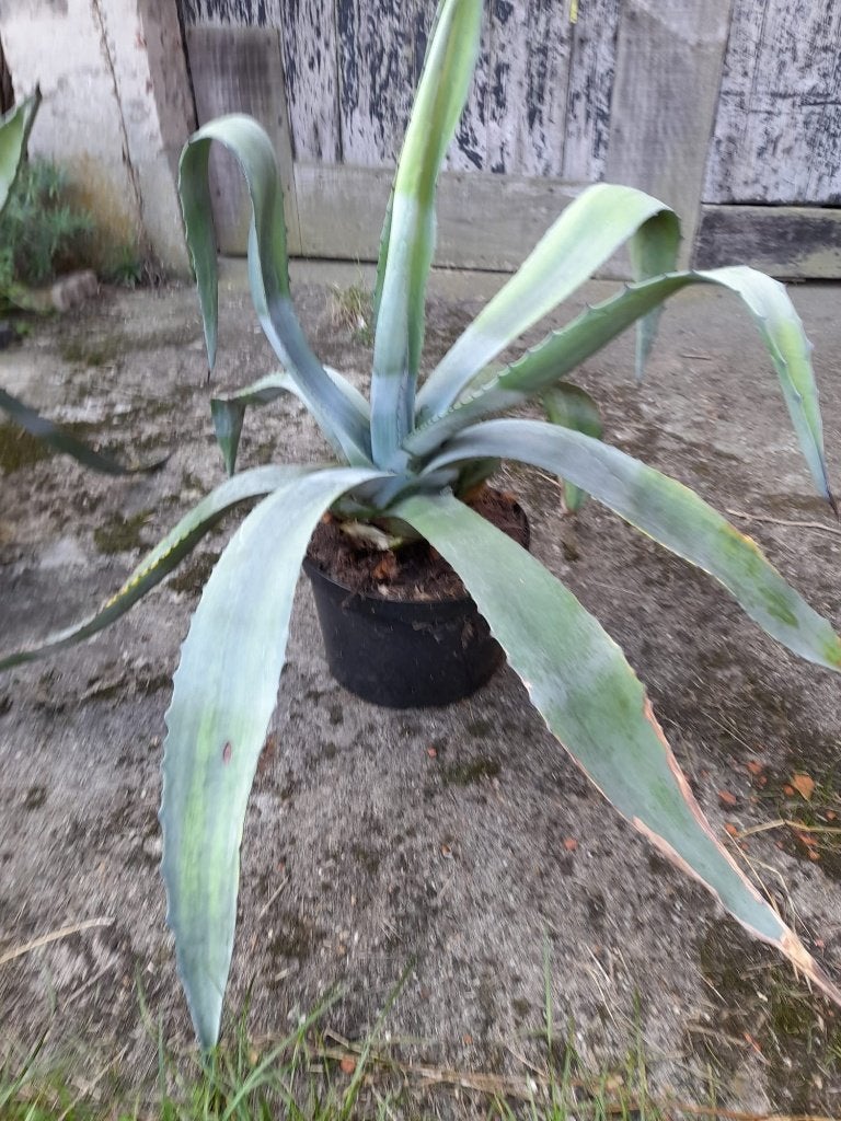 grote, oude agave (+ evt scheuten), Ophalen, Vaste plant, Overige soorten